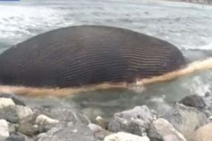 SMRDLJIVA BOMBA: Stanovnici Kanade strahuju od eksplozije naduvenog kita!