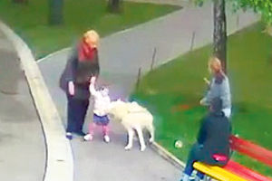 Volonterka Zoovrta optužena zbog napada vuka na devojčicu