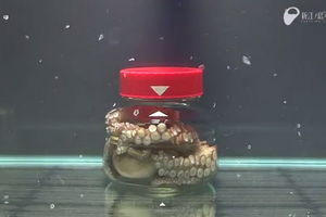 (VIDEO) ZA NJEGA JE HUDINI AMATER: Oktopod beži iz zatvorene tegle za manje od 50 sekundi!