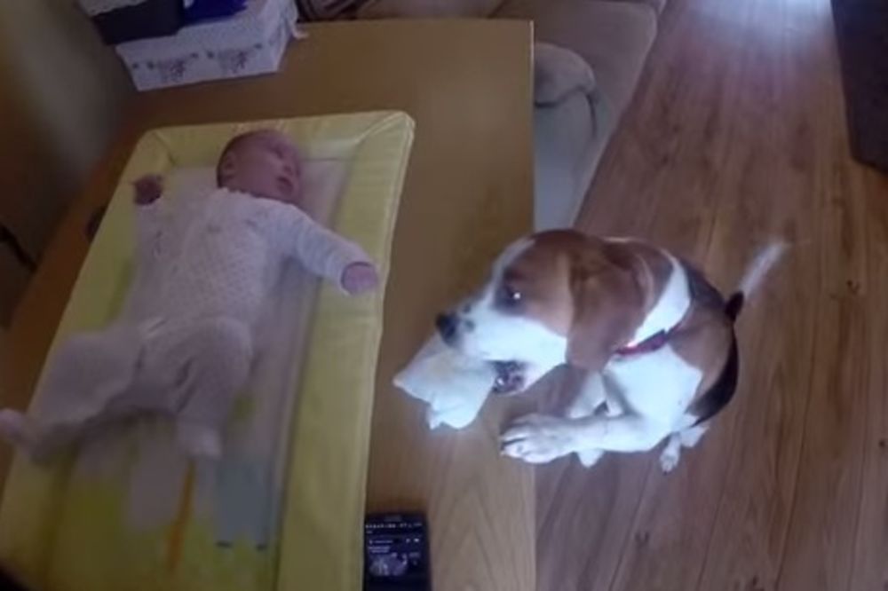 DNEVNA DOZA LEPOG: Pogledajte kako pas menja pelene bebi!