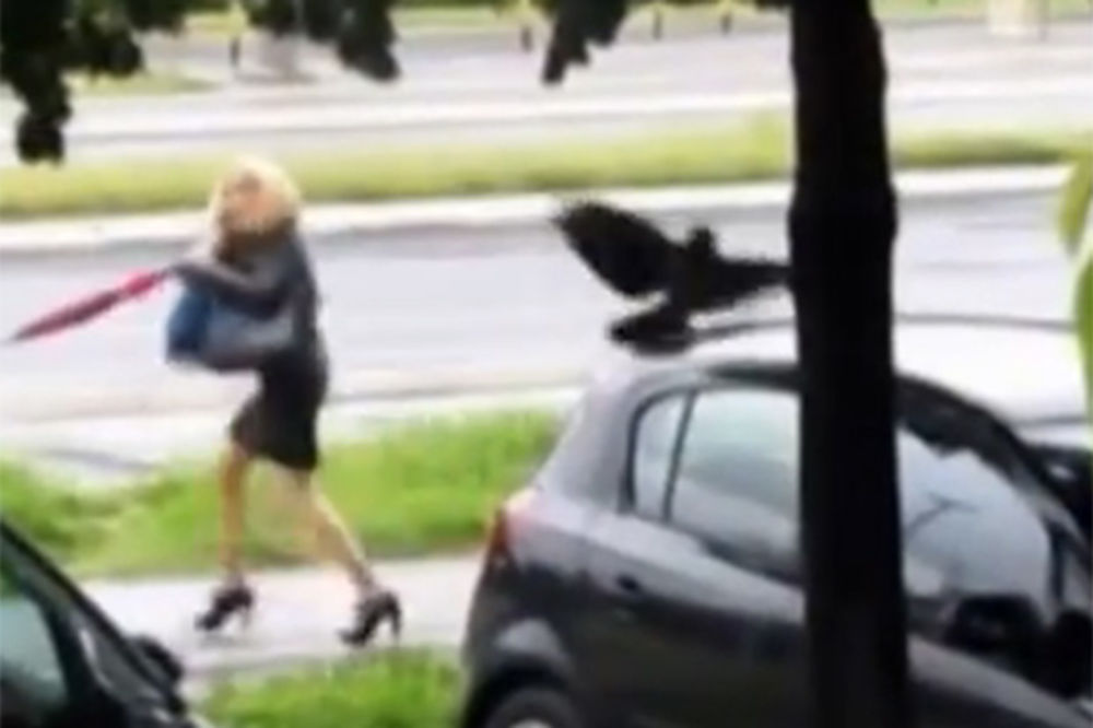 HIČKOKOV BEOGRAD: Pogledajte kako vrane napadaju prolaznike na ulici!