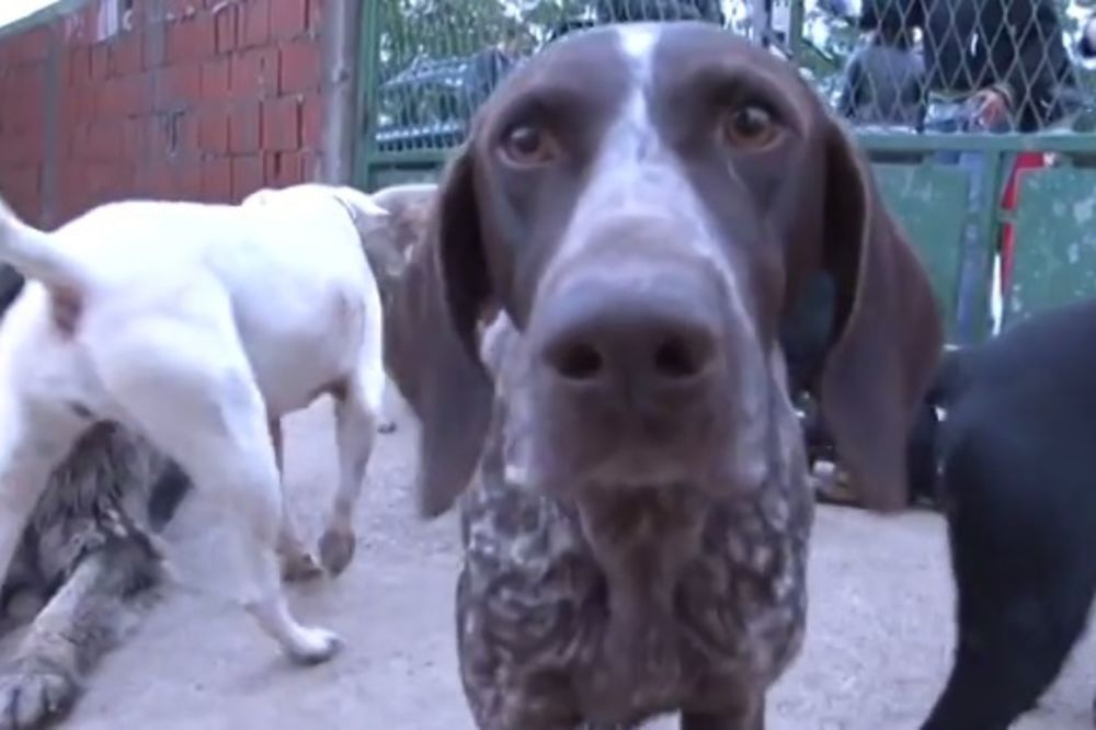 (FOTO, VIDEO) PREPOZNAJETE LI SVOJU KUCU: Spaseni psi iz Obrenovca čekaju vlasnike!