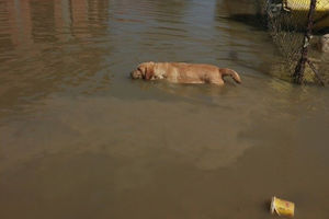 FOTOGRAFIJA SA FEJSBUKA: Ovaj pas danima pokušava da se vrati u potopljenu kuću!