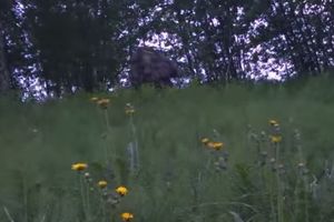 (VIDEO) SNIMIO ČUDOVIŠTE: Mislio sam da je medved, a onda sam ugledao ovo!