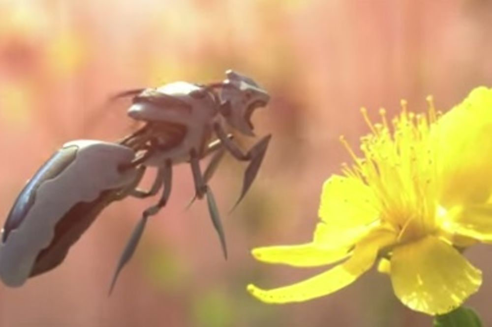 SVET BEZ PČELA: Neverovatna animacija posle koje nam ubod neće teško pasti