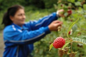 ČUDO KOD LUČANA: Rodila malina na Svetog Luku!