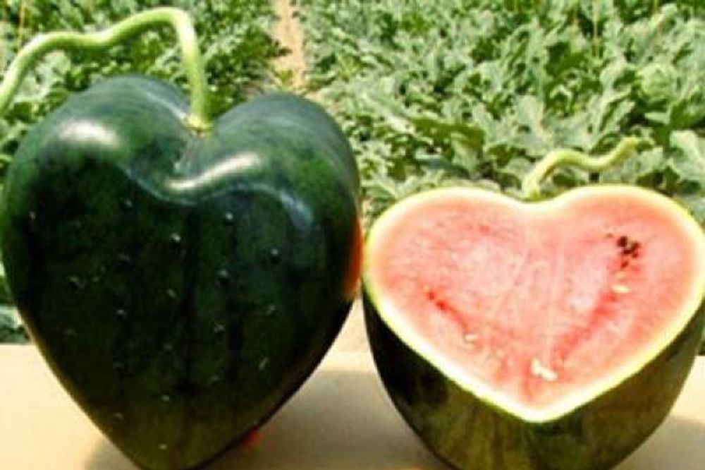OBRADUTE DRAGU: Keširaj 351 dinar za lubenicu-srca!