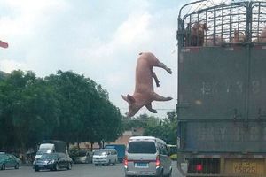 BEG SA RAŽNJA: Svinja iskočila iz mesarskog kamiona u pokretu!