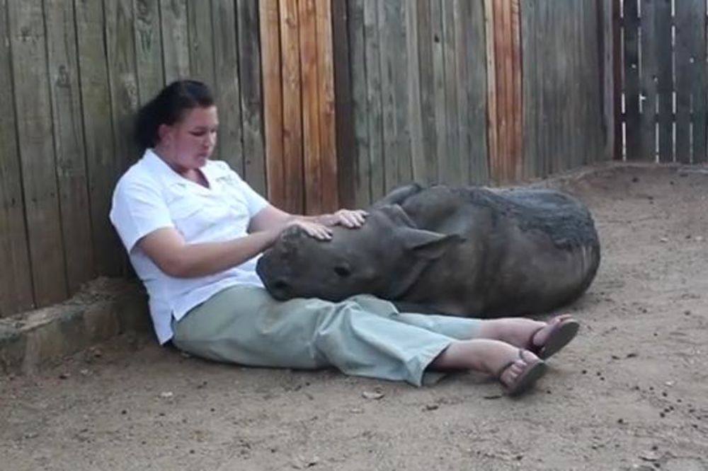 (VIDEO) NIGDE BEZ NJE: Beba nosorog spava u krilu čuvarke otkako je videla ubistvo majke!