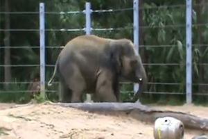 Trudna slonica na dijeti: Tes mora da smrša  230 kg!