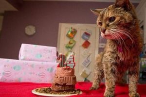 ISTROŠILA SVIH DEVET ŽIVOTA: Uginula Popi najstarija maca na svetu!