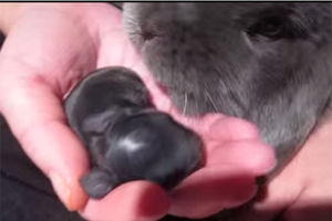(VIDEO) DA LI STE VIDELI NEŠTO SLAĐE? Majušnoj bebi zečiću i dlan je preveliki!