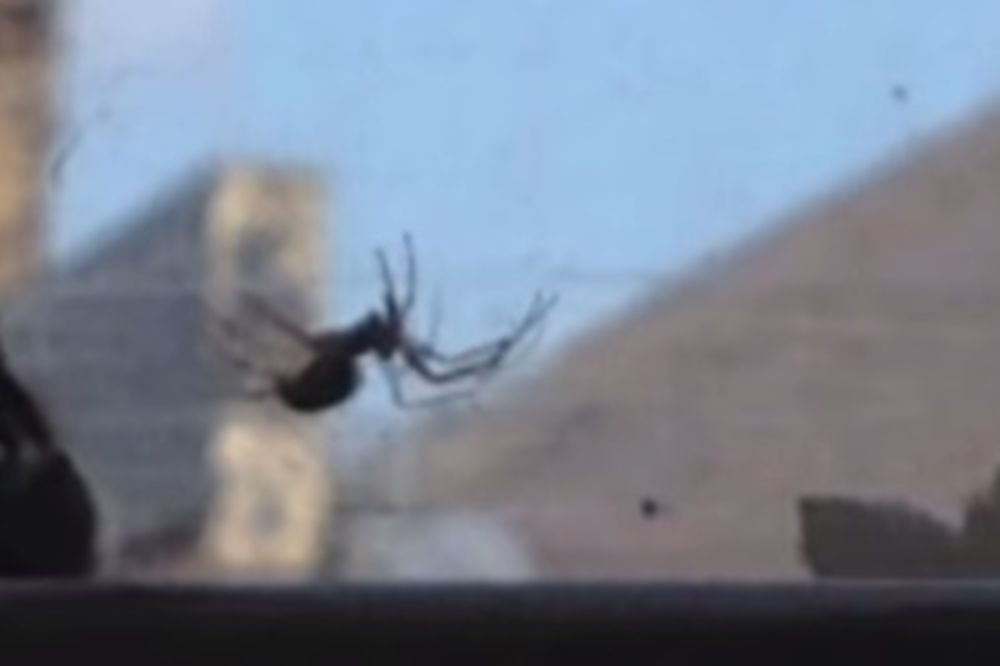 SVET INSEKATA: Bumbar spasao drugog od napada pauka!