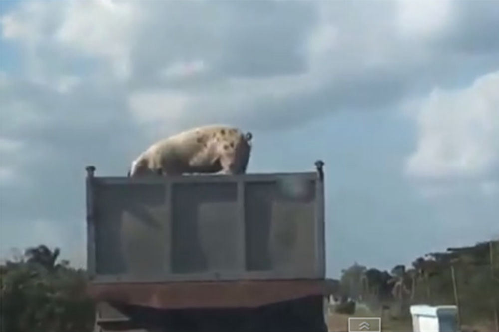 (VIDEO) ŠOKIRAO SE: Vozač nije ni slutio šta će uraditi svinja iz kamiona ispred