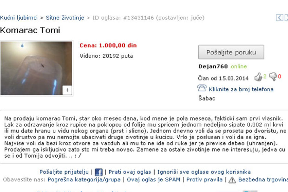 LUDI OGLAS: Prodajem kućnog komarca Tomija za 1.000 dinara!
