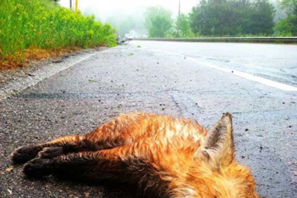 Čovek je našao malu lisicu mrtvu na ulici, ali kada se vratio, ostao je u šoku...