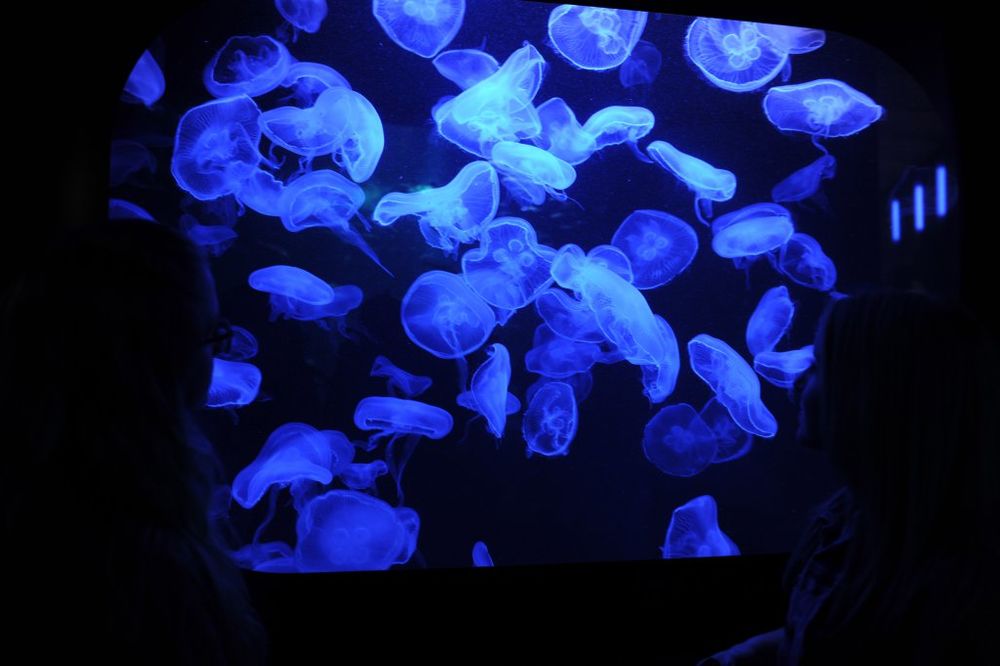 ZAPOSELI OKEANE: Invazija meduza! Nećemo se više moći kupati u moru!