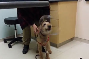 (VIDEO) POGLEDAJTE: Pas prvi put vidi gazde posle operacije povratka vida