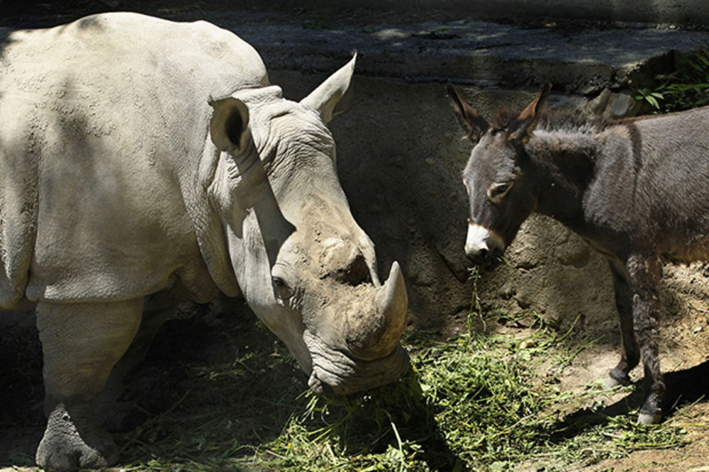 ČUDO U ZOO-VRTU: Magarac i nosorog najbolji drugari