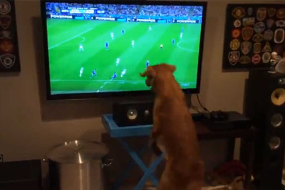 NEŠTO NAJSLAĐE ŠTO ĆETE VIDETI: Pas koji navija tokom meča Bosna - Argentina