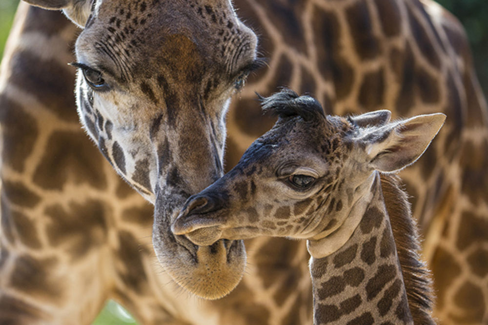 ČUJU SE SAMO NOĆU: Naučnici otkrili kako komuniciraju žirafe!