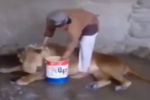 HIT VIDEO: Ovako se kupa strašni lav!