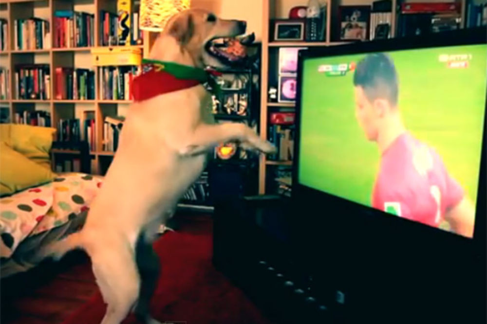ONA VOLI RONALDA: Pas poludeo od sreće posle gola Portugalije protiv Amerike