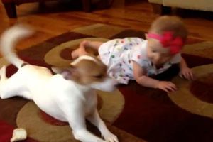 PRESLATKO: Pas uči bebu kako da puzi!
