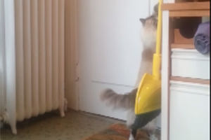 (VIDEO) DOČEKALA: Pogledajte šta je ova mačka uradila kad joj se gazda vratio!