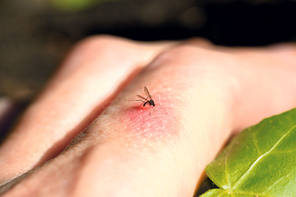 Komarci obožavaju nultu krvnu grupu