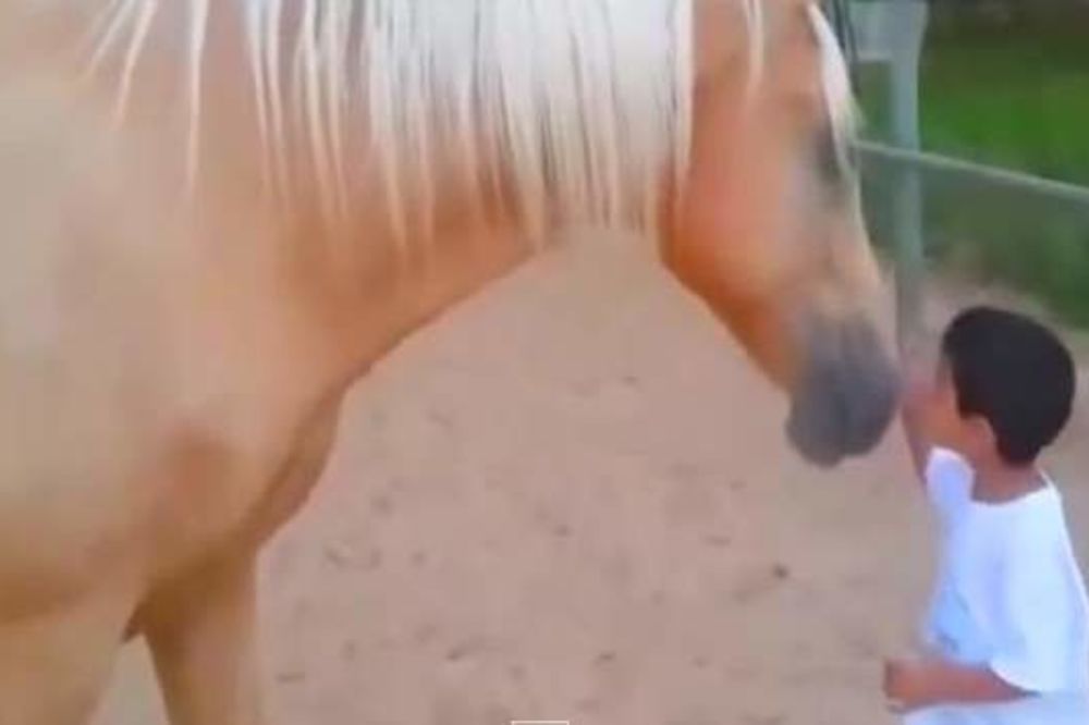 ISKRENA LJUBAV: Ovaj konj nije voleo ljude, a onda se pojavio jedan dečak...