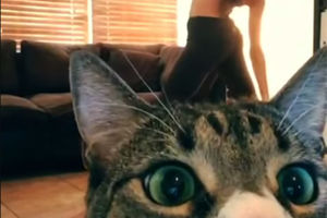(VIDEO) ZELENOOKI ĆE VAS PODSETITI ako ste zaboravili zašto se kaže radoznao kao mačka