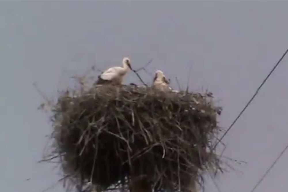 (VIDEO) POGLEDAJTE: Granate im lete preko glava, ali ovaj par nema kuda s decom