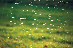 VELIKA OPASNOST: Vanredna situacija u Kovinu zbog komaraca