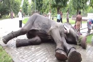 (VIDEO) 50 GODINA U OKOVIMA: Slon Radžu plakao kad su mu skinuli lance!
