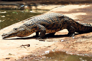 ČUDOVIŠTE NA KRITU: Krokodil od 2 metra u jezeru lovi patke i jagnjad!