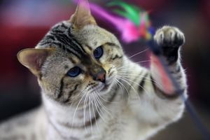8 RAZLOGA: Zašto nam se mačke raduju kada dođemo kući?