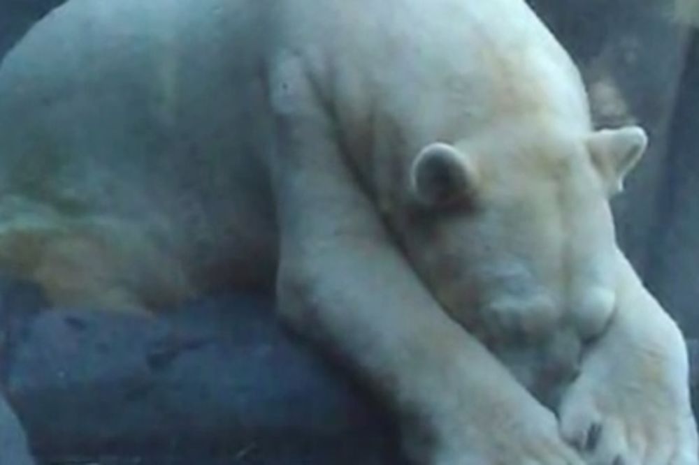 NAJTUŽNIJI NA SVETU: Pogledajte polarnog medveda koji živi sam u zoo vrtu!