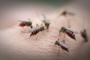 AKCIJA U ZEMUNU: Večeras počinje zaprašivanje komaraca