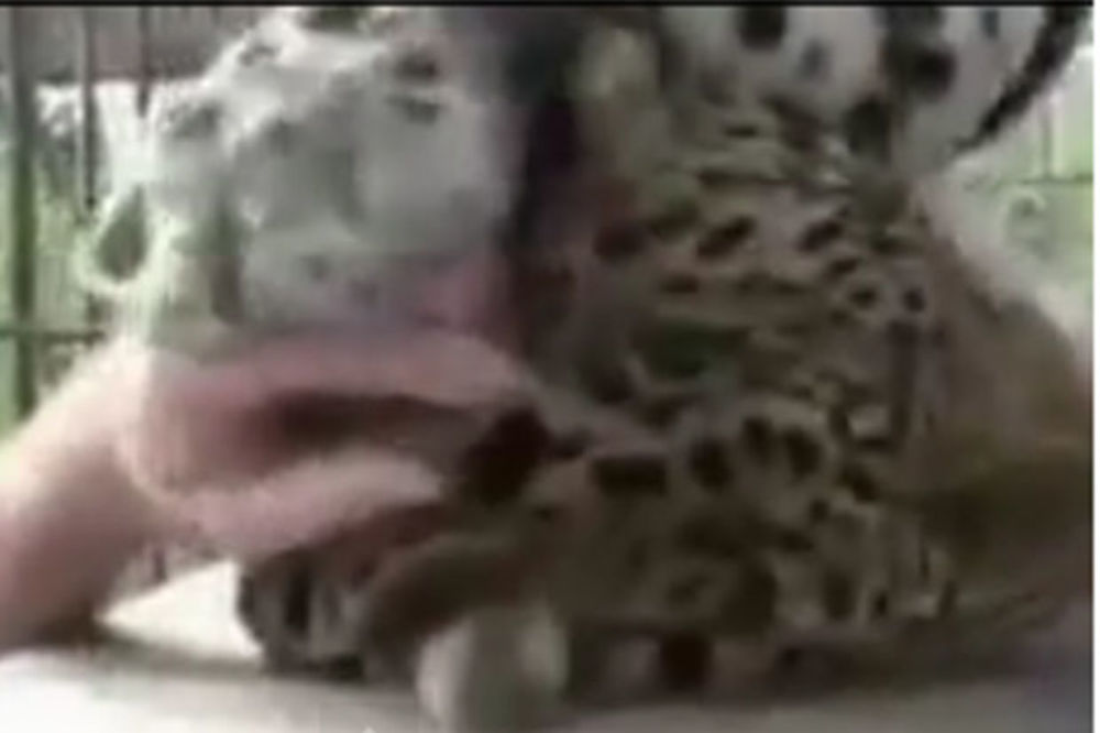 (VIDEO) MAČJA POSLA: Upoznajte leoparda koji prede kao mačka i voli da se mazi