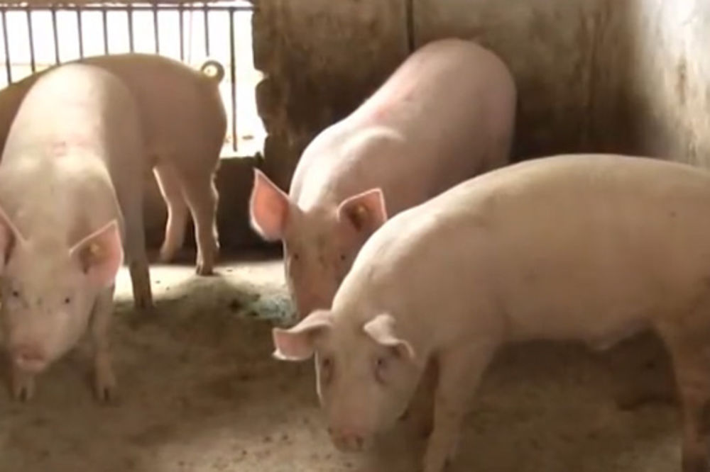RADOSLAV IDE 5 DANA U ZATVOR: Tri svinje bile blatnjave, pa ih veterinar nije vakcinisao -150 dinara