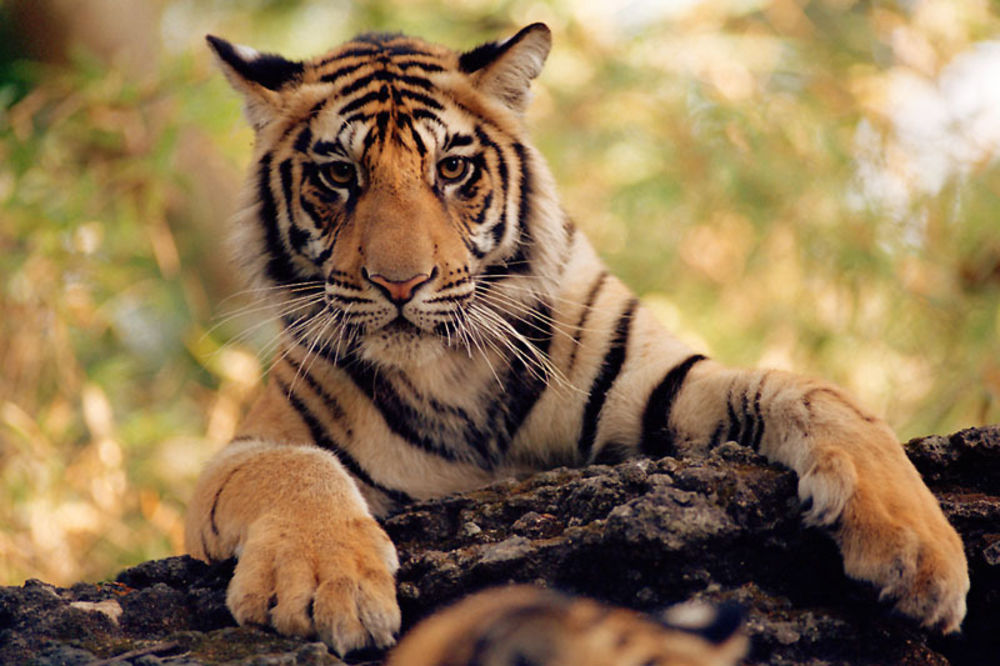 ZLOSTAVLJALI ŽIVOTINJE U parku zaplenjeno 69 lavova, tigrova i jaguar koji su učestvovali u poznatoj seriji