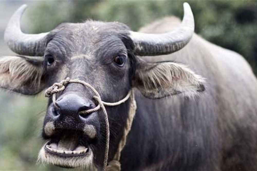 Вьетнам Буйволы. Бешеный бык фото животное.