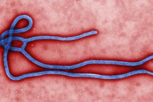 SZO: 7.588 ljudi umrlo od ebole, a virus se i dalje intenzivno širi