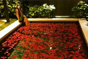 ROMANTIKA: Marija Karan u laticama od ruža