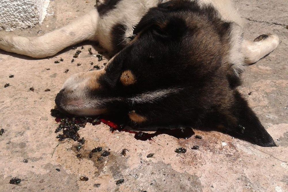 (FOTO) UŽAS U ĆIĆEVCU: Otrovani psi umirali u najtežim mukama u centru grada!