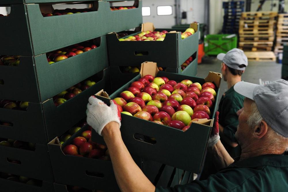 POLJSKA: Tražićemo kompenzaciju od EU zbog zabrane izvoza jabuka u Rusiju
