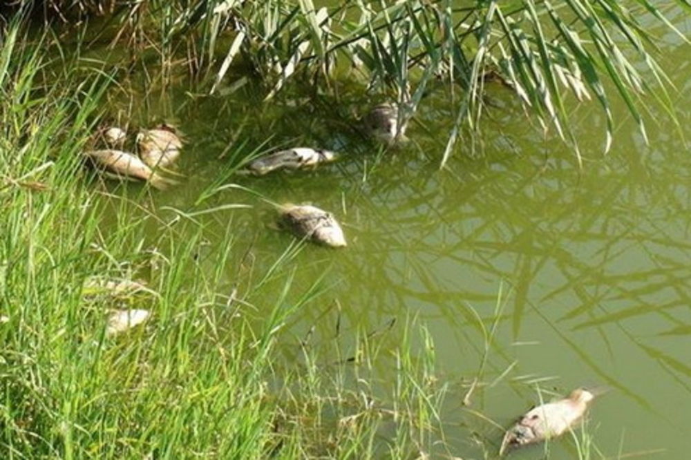 Pomor ribe na jezeru u Žitištu: Vodom pluta nekoliko stotina uginulih šarana, babuški, karaša...