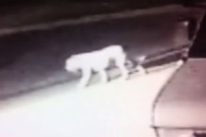 (VIDEO) Neidentifikovana zver podigla uzbunu u Los Anđelesu!