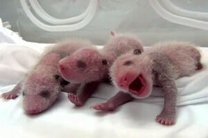 (VIDEO) PAŽNJA, PRESLATKO: Trojke pande preživele kritične dane i vraćene mami!